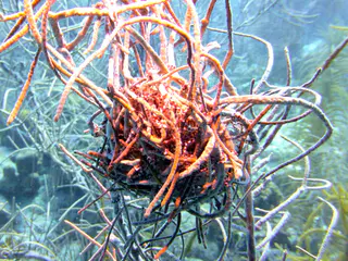 Underwater photograph by Joel Bergsma