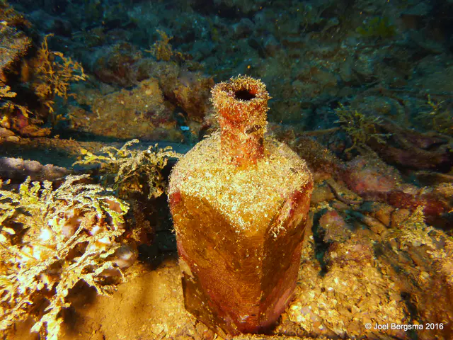 Underwater photograph by Joel Bergsma