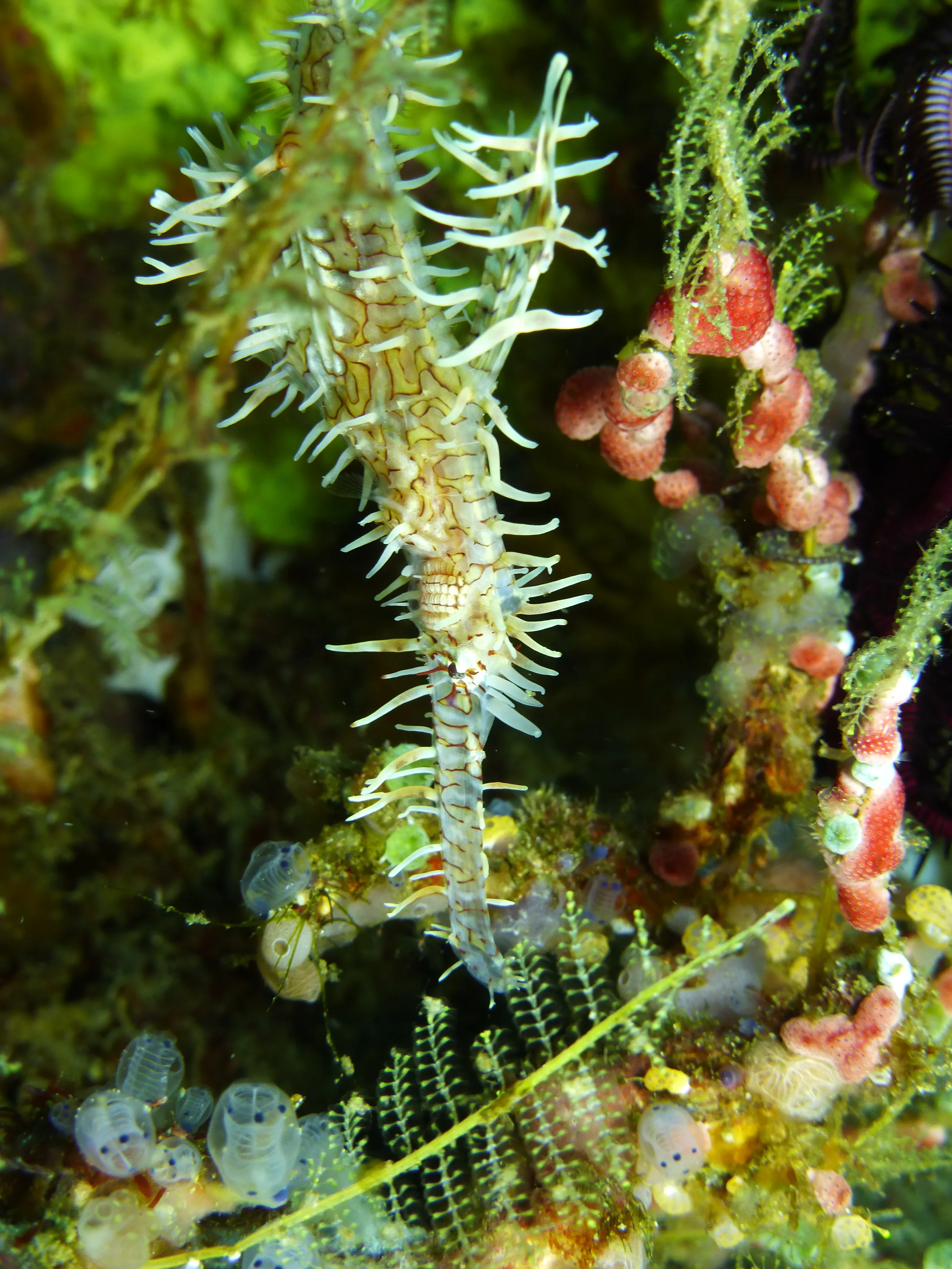 Ornate Ghost Pipefish.  Gerald Allen, et al, Reef Fish Identification - Tropical Pacific (2003), page 423.