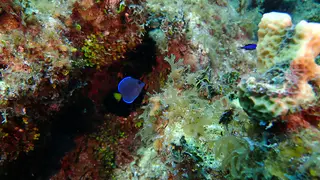 Blue Tang - intermediate phase