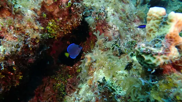 Blue Tang - intermediate phase
