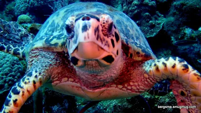 Underwater photograph by Joel Bergsma