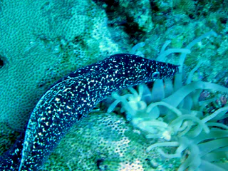 Underwater photograph by Joel Bergsma