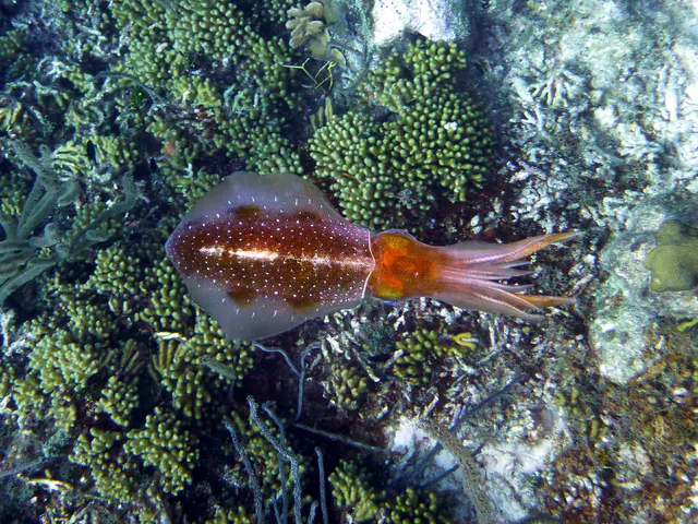 Underwater photograph by Joel Bergsma