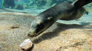 Underwater photograph by Joel Bergsma