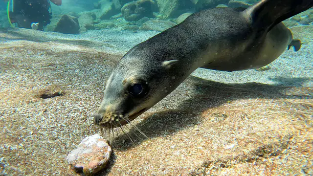 Underwater photograph by Joel Bergsma