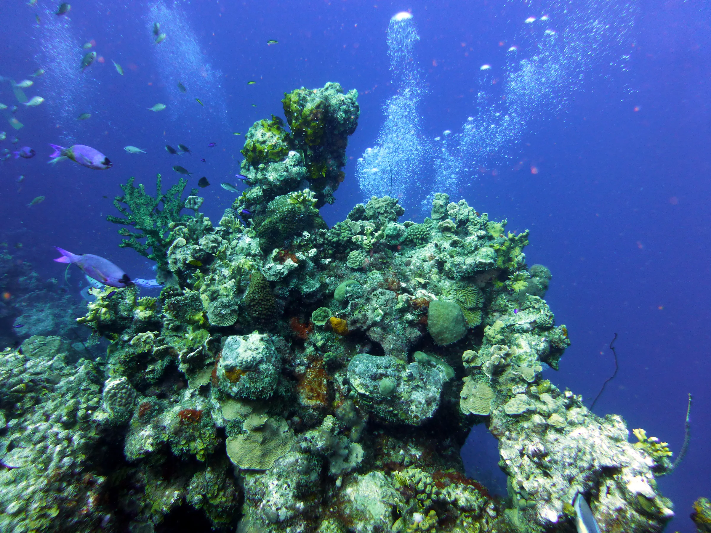 Bonaire underwater photograph, 2013