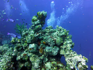 Underwater photograph by Joel Bergsma