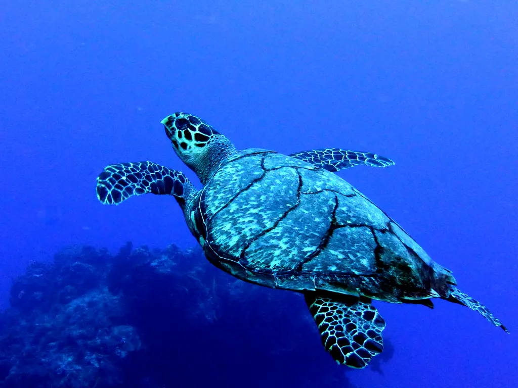 Underwater photograph by Joel Bergsma
