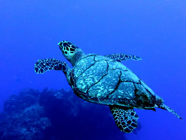 Underwater photograph by Joel Bergsma