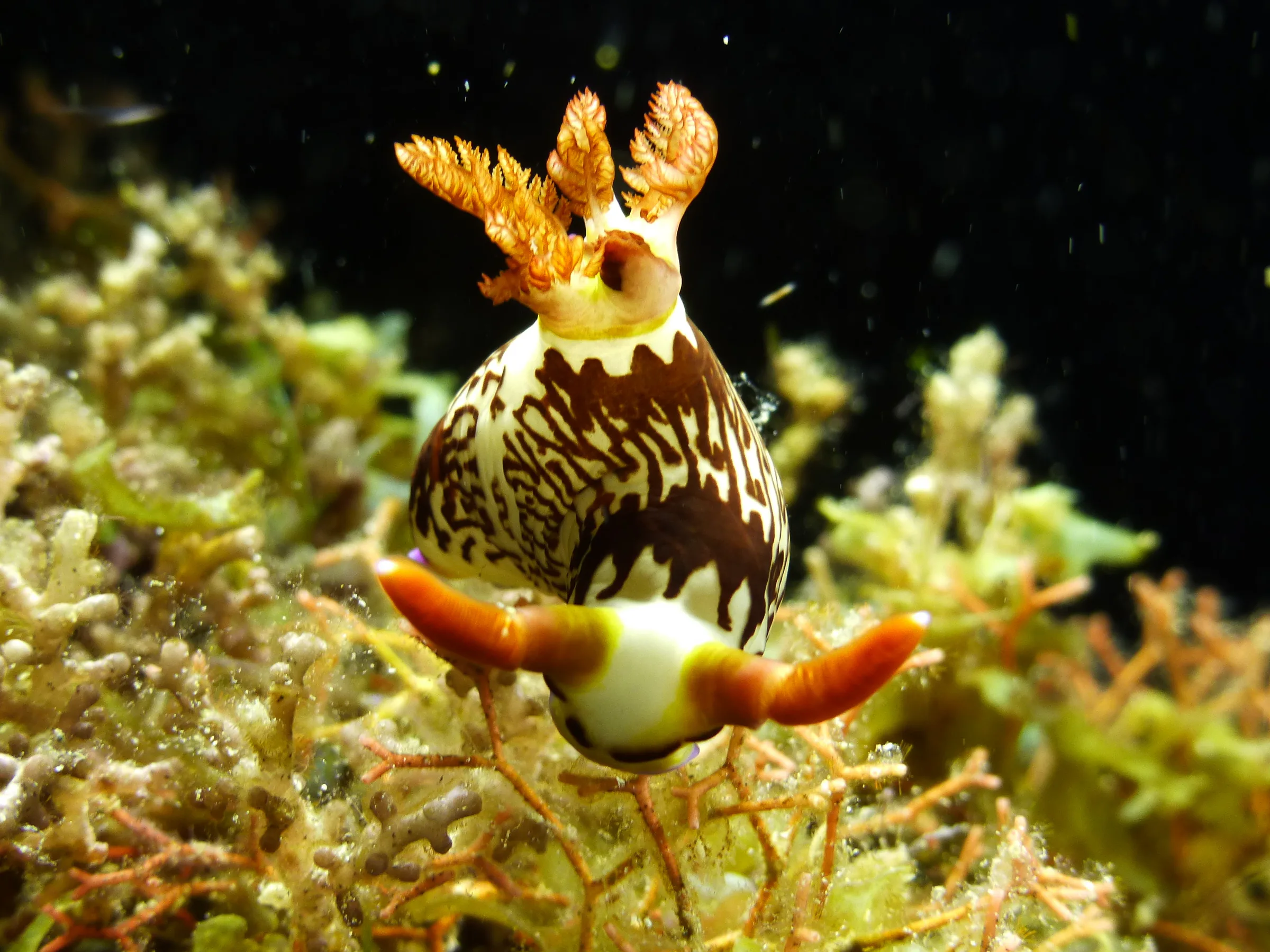 Nudibranch, Philippines, 2014