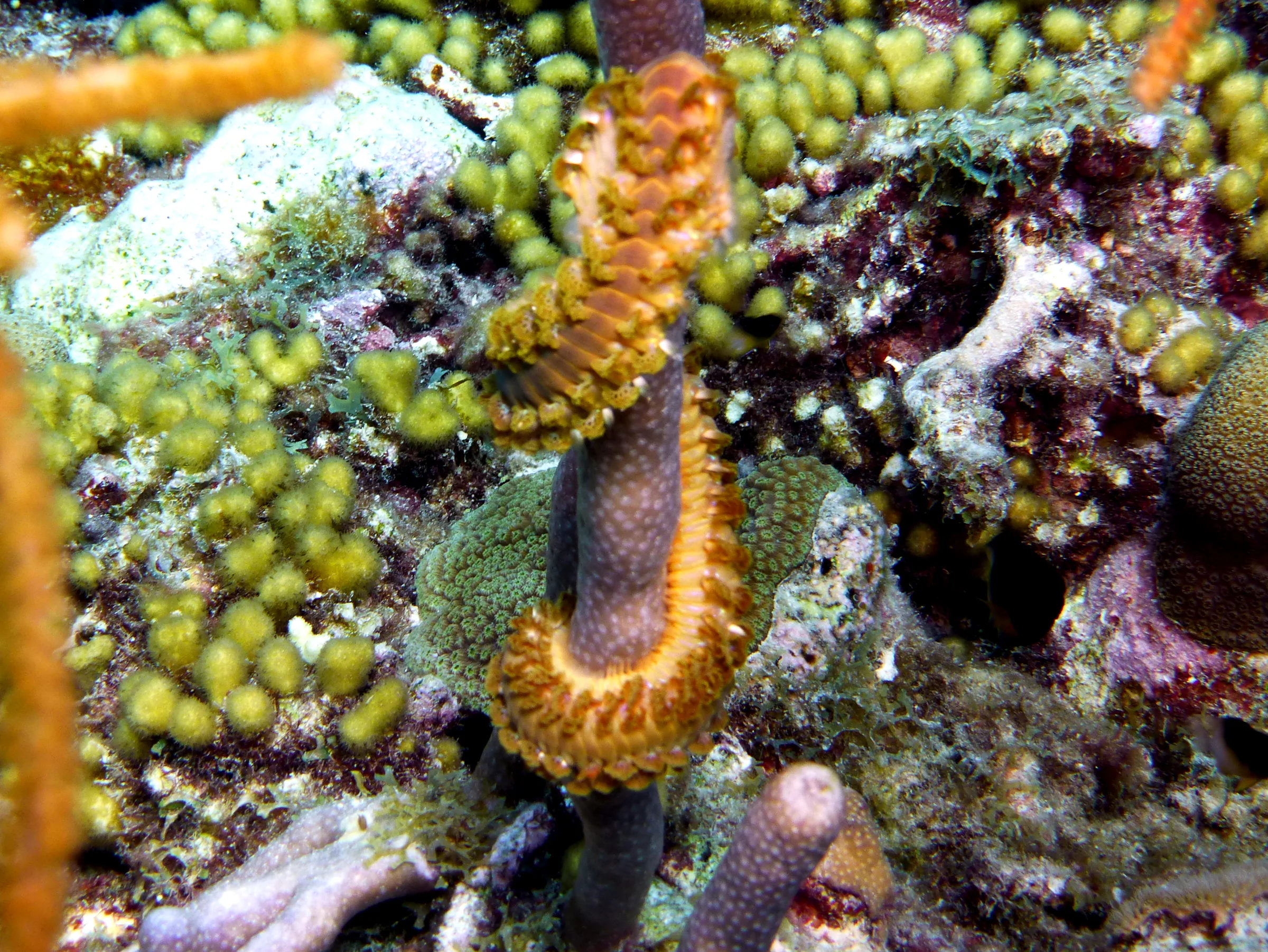 Fire Worm, Bonaire, 2013