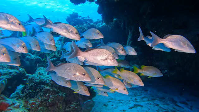 Underwater photograph by Joel Bergsma