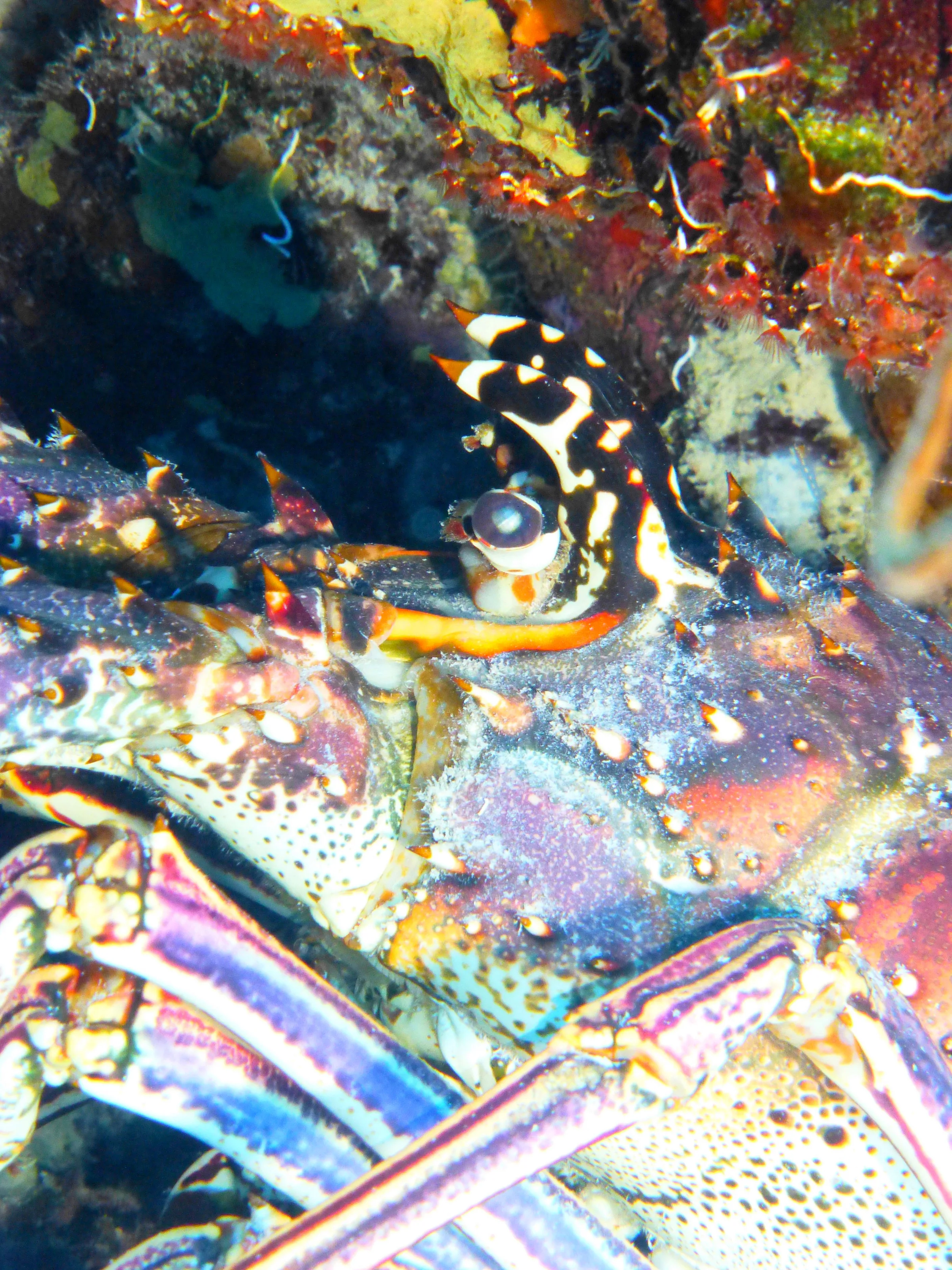 Lobster, Bonaire, 2013