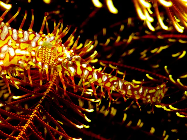 Underwater photograph by Joel Bergsma