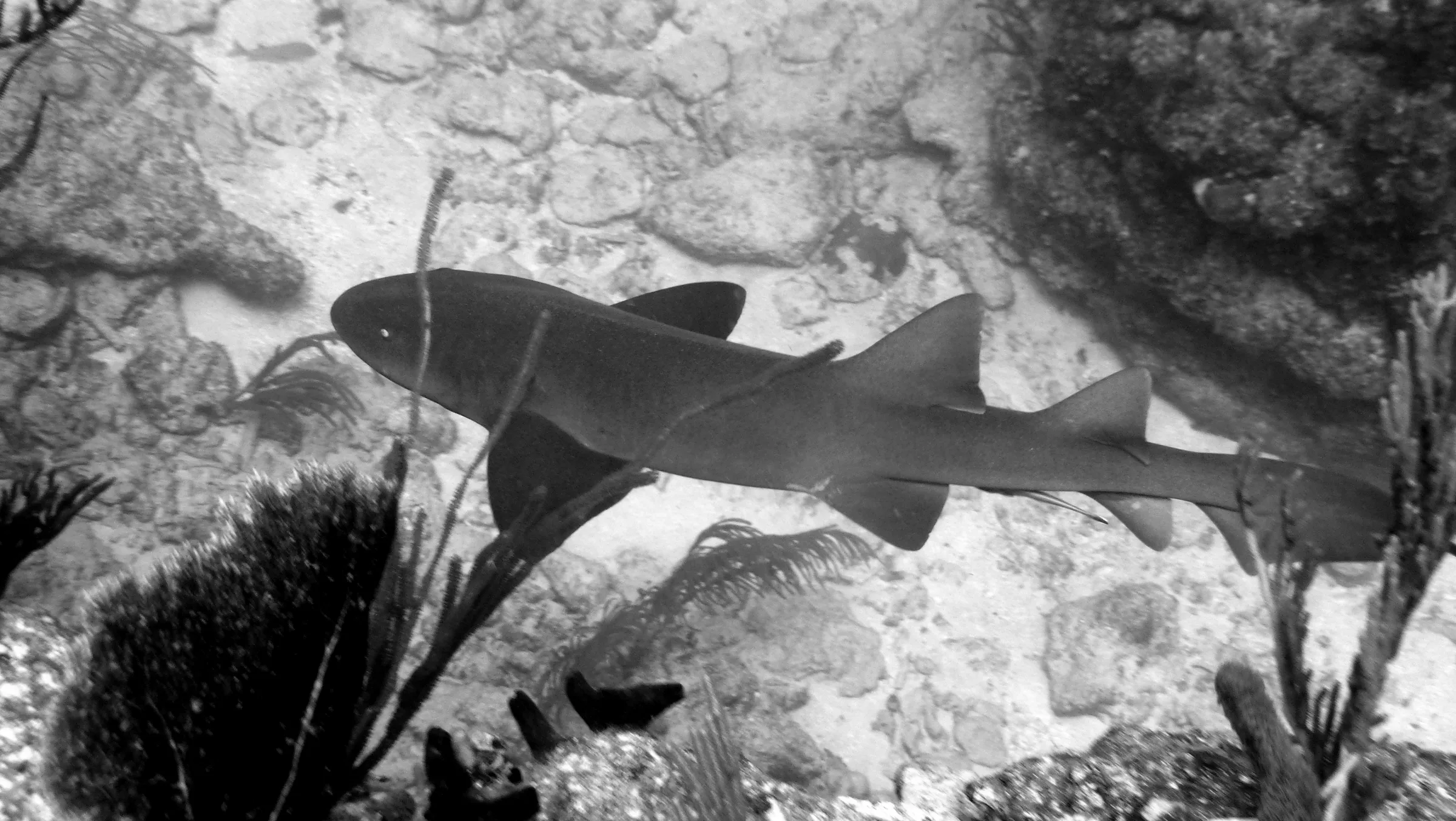 Nurse Shark, Belize, 2017