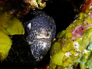 Underwater photograph by Joel Bergsma