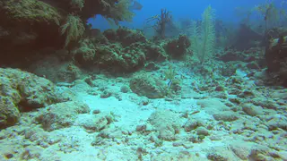 Yellowhead Jawfish