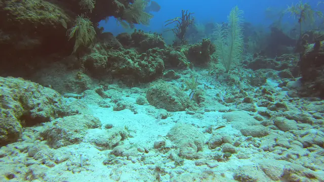 Yellowhead Jawfish
