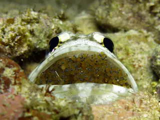 Underwater photograph by Joel Bergsma