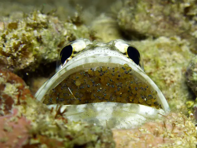 Underwater photograph by Joel Bergsma