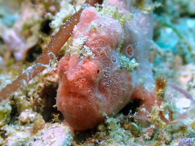 Underwater photograph by Joel Bergsma