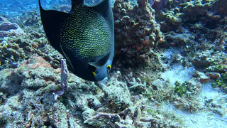 Underwater photograph by Joel Bergsma