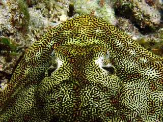 Underwater photograph by Joel Bergsma