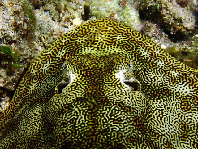 Underwater photograph by Joel Bergsma