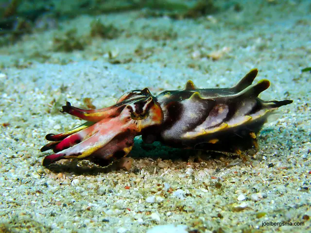 Underwater photograph by Joel Bergsma