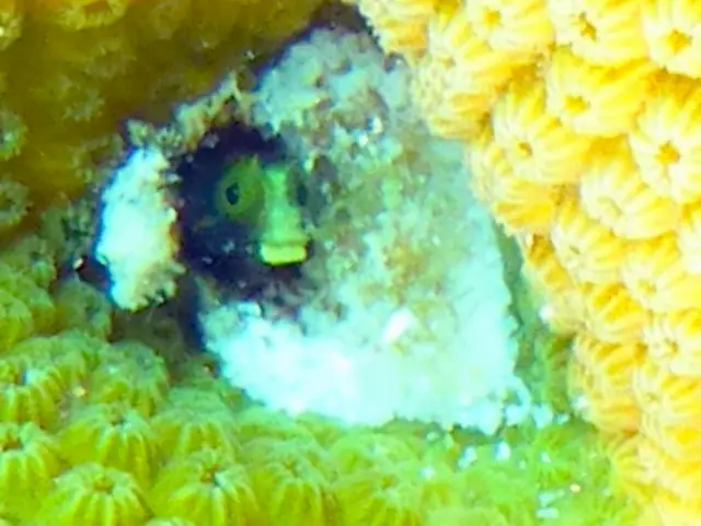 Underwater photograph by Joel Bergsma