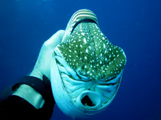 Emporer Nautilus aka Chambered Nautilus.  Another closeup.  Paul Humann, et al, Reef Creature Identification (2010), page 405.