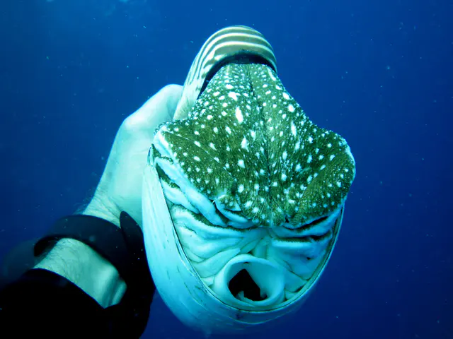 Emporer Nautilus aka Chambered Nautilus.  Another closeup.  Paul Humann, et al, Reef Creature Identification (2010), page 405.
