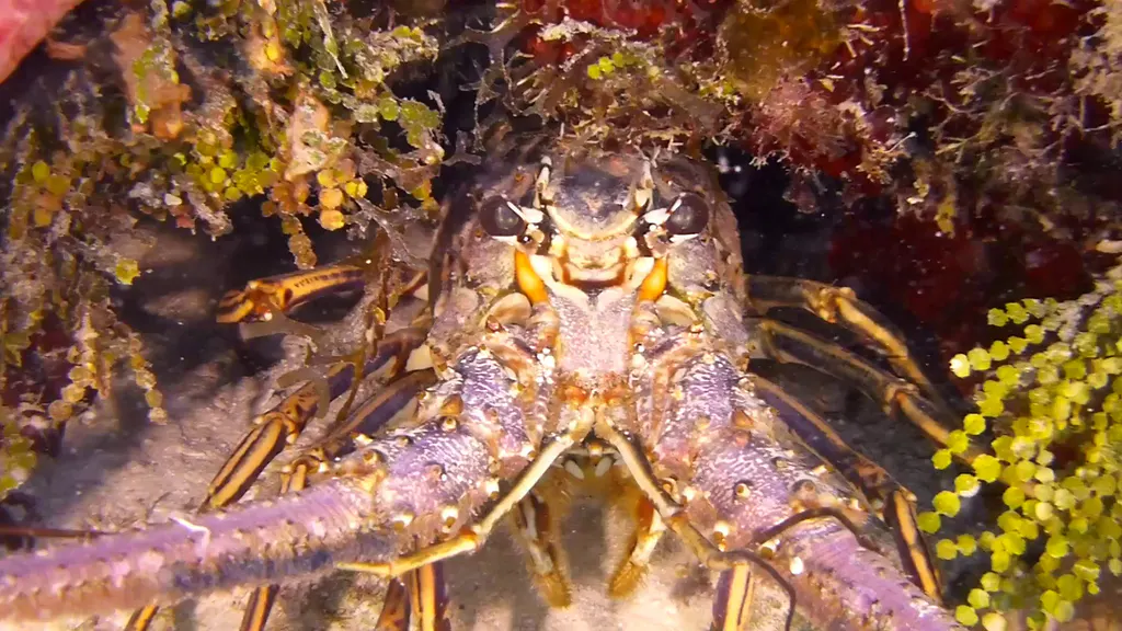 Spiny Lobster
