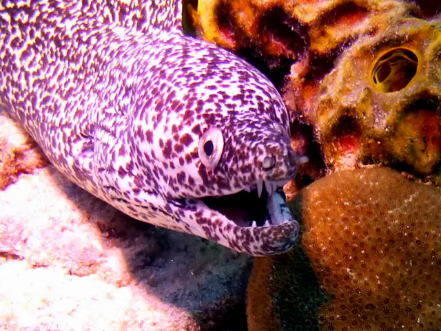 Underwater photograph by Joel Bergsma