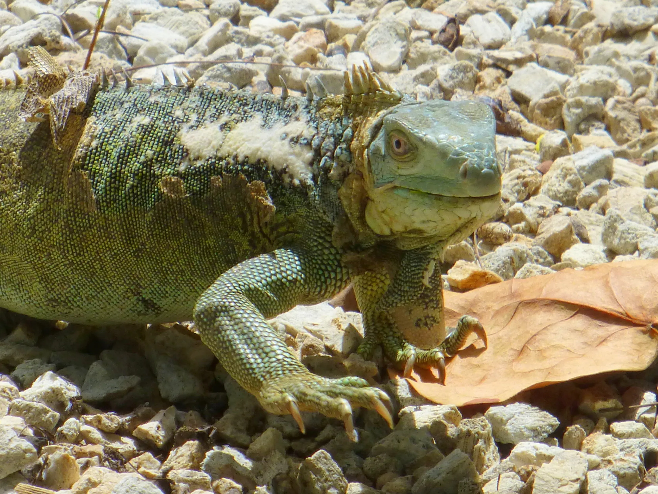 Iguana, Bonaire, 2013