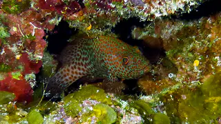 Underwater photograph by Joel Bergsma