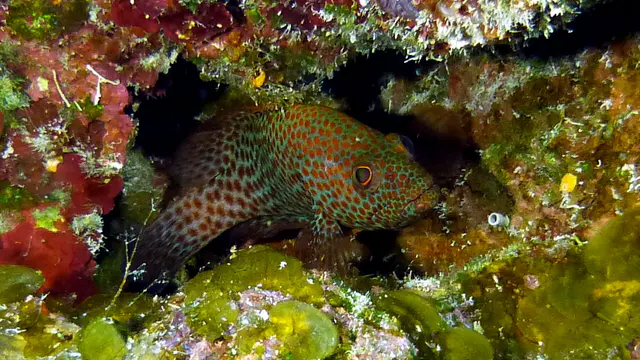 Underwater photograph by Joel Bergsma