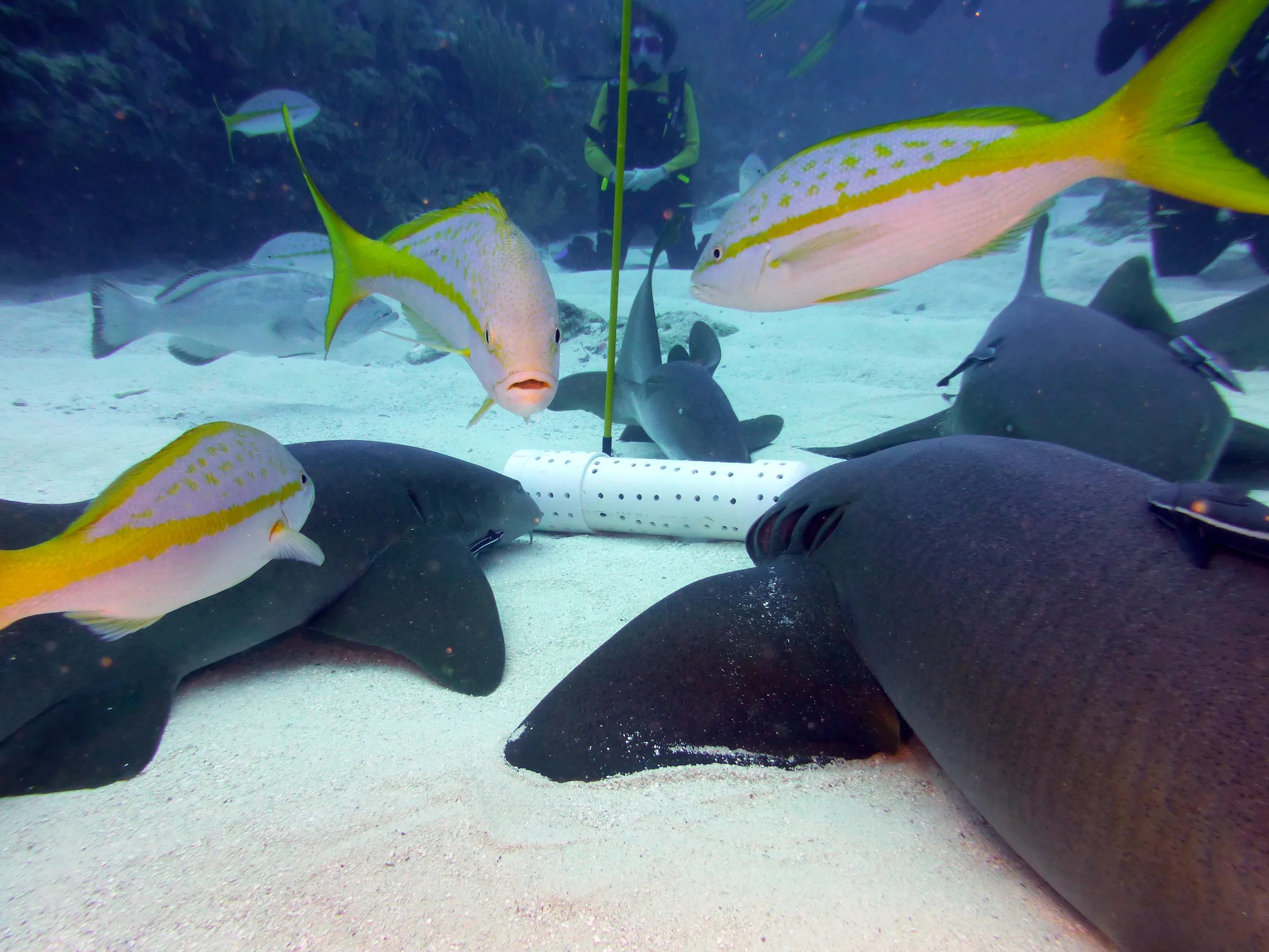 Nurse Shark, Belize, 2017