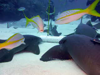 Underwater photograph by Joel Bergsma