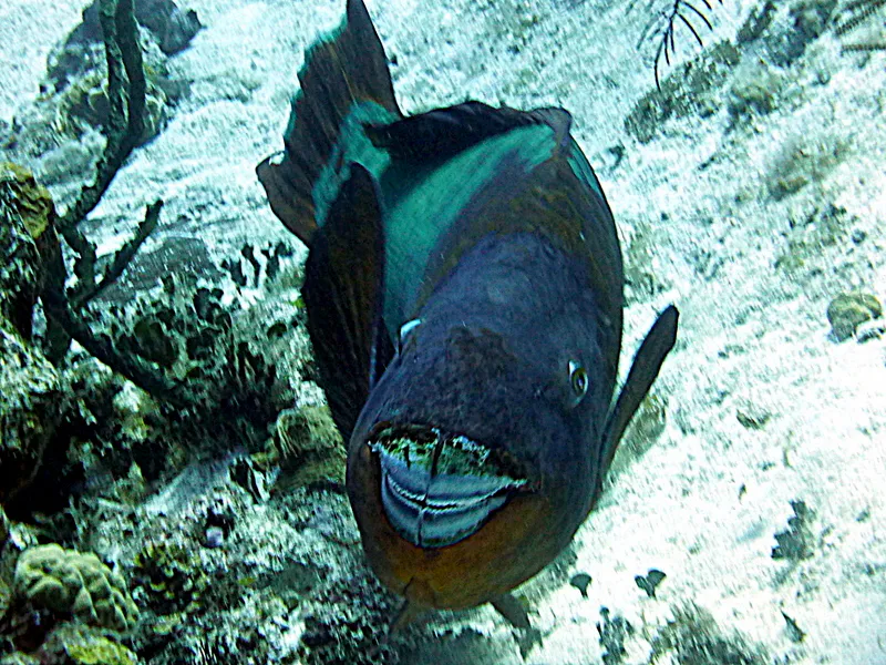 Parrotfish, Cayman Islands, 2014