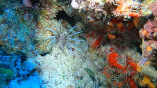 Underwater photograph by Joel Bergsma