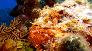 Scorpionfish