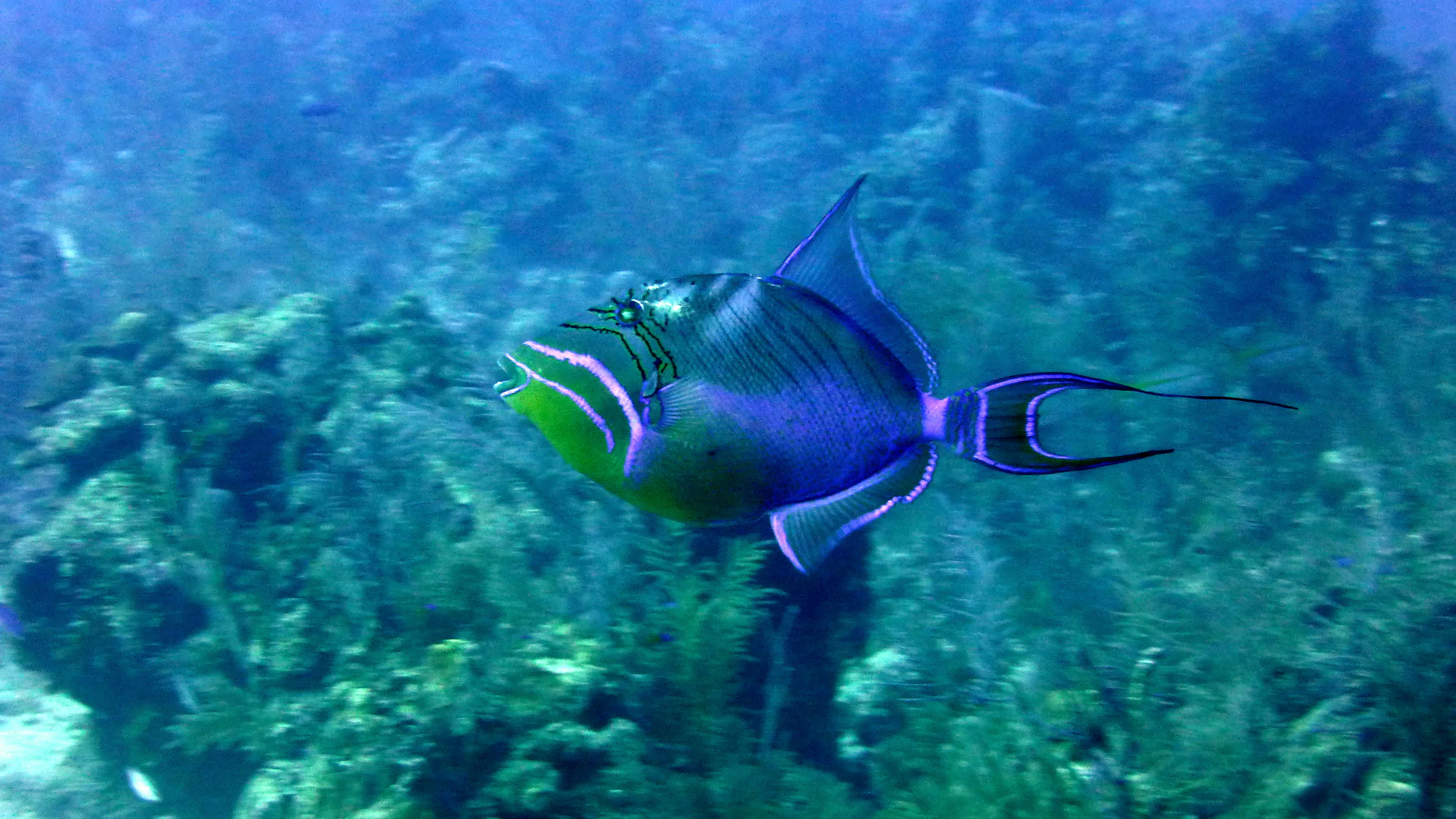 Queen Triggerfish, Belize, 2017