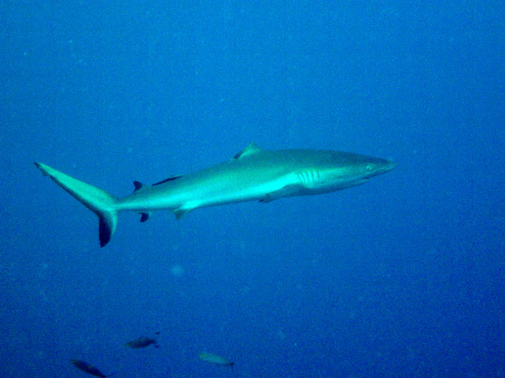 Blacktip Shark whose dorsal fin has been bitten off by another shark.