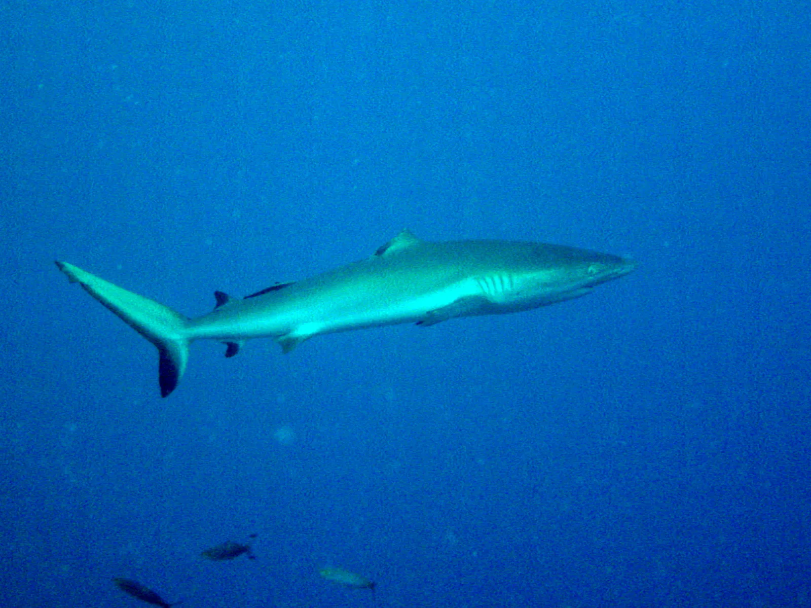 Blacktip Shark whose dorsal fin has been bitten off by another shark.