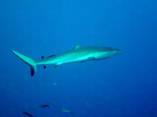 Blacktip Shark whose dorsal fin has been bitten off by another shark.