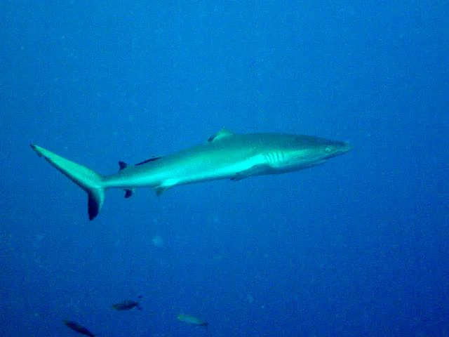 Blacktip Shark whose dorsal fin has been bitten off by another shark.