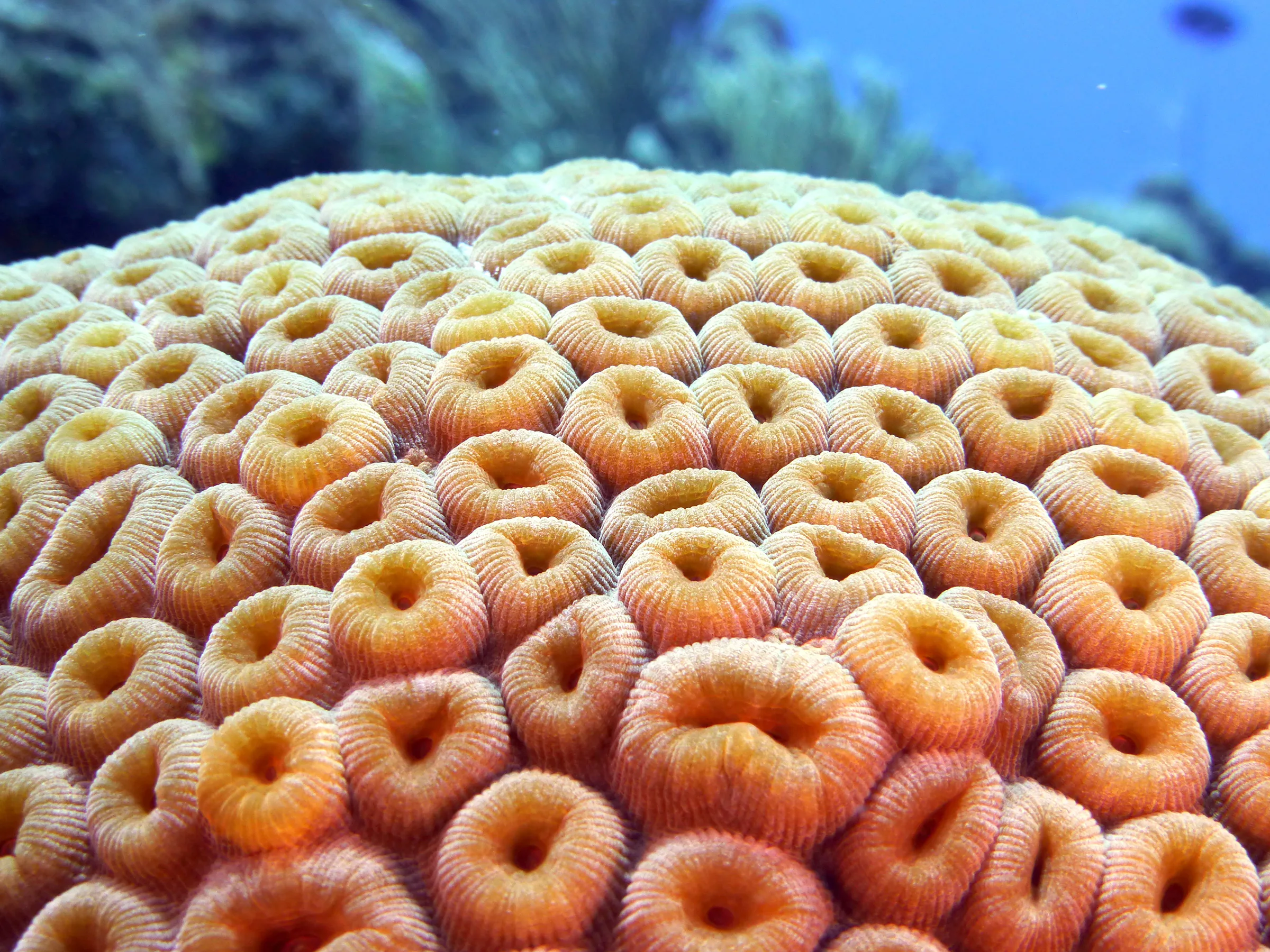 Cozumel underwater photograph, 2014