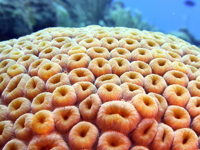 Underwater photograph by Joel Bergsma
